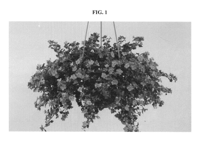 Figure 1 of US plant patent PP21959, the photograph of DANCOP35 printed in the patent.