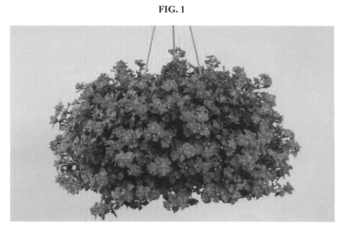 Figure 1 of US plant patent PP21960, the photograph of Dancop36 printed in the patent.