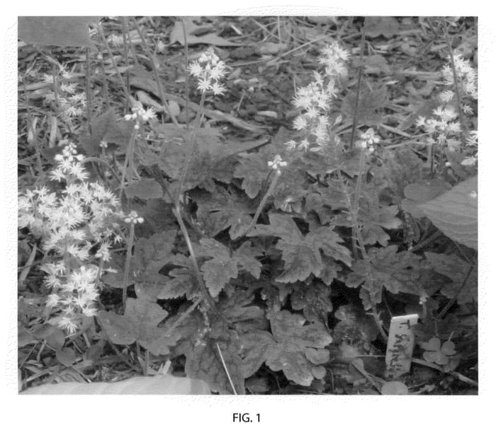 Figure 1 of US plant patent PP21961, the photograph of Susquehanna printed in the patent.