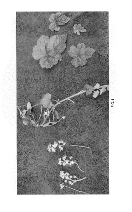Figure 1 of US plant patent PP21962, the photograph of Octoraro printed in the patent.