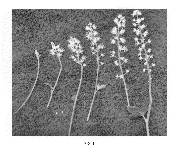 Figure 1 of US plant patent PP21963, the photograph of Wissahickon printed in the patent.