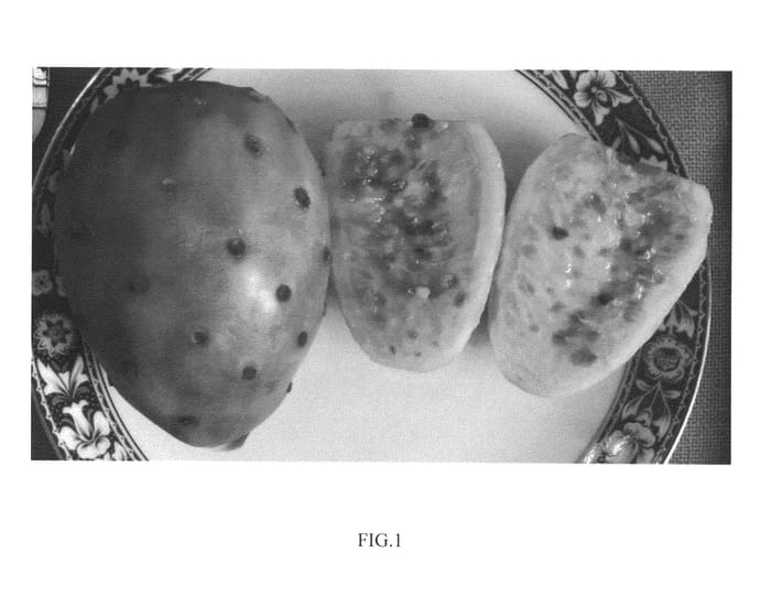 Figure 1 of US plant patent PP21964, the photograph of DAR 1-29-21 Green printed in the patent.