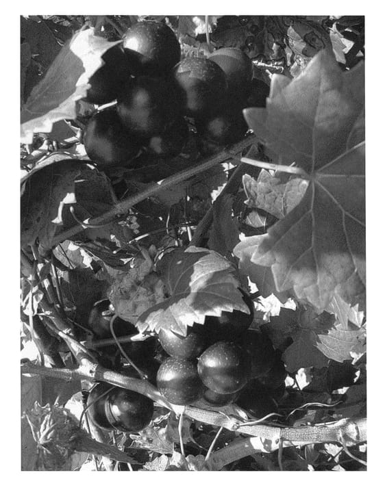 Figure 1 of US plant patent PP21965, the photograph of Majesty printed in the patent.