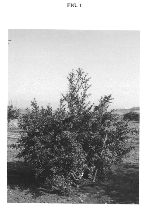 Figure 1 of US plant patent PP21966, the photograph of KAMEL printed in the patent.