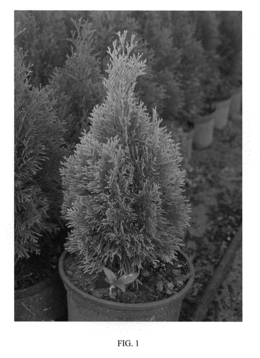 Figure 1 of US plant patent PP21967, the photograph of Janed Gold printed in the patent.
