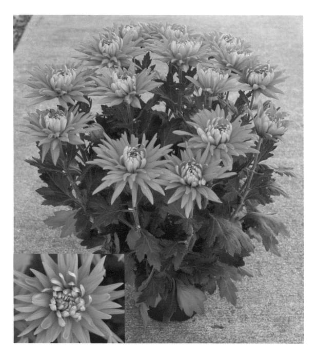 Figure 1 of US plant patent PP21968, the photograph of Syndurango Dark printed in the patent.