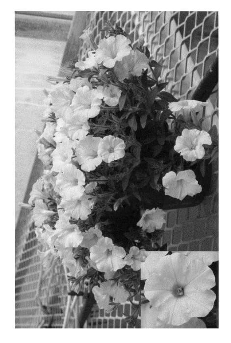 Figure 1 of US plant patent PP21969, the photograph of Pic Litpina printed in the patent.