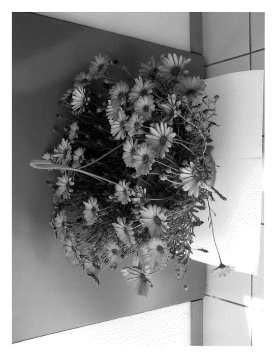 Figure 1 of US plant patent PP21970, the photograph of Sunbre0905 printed in the patent.