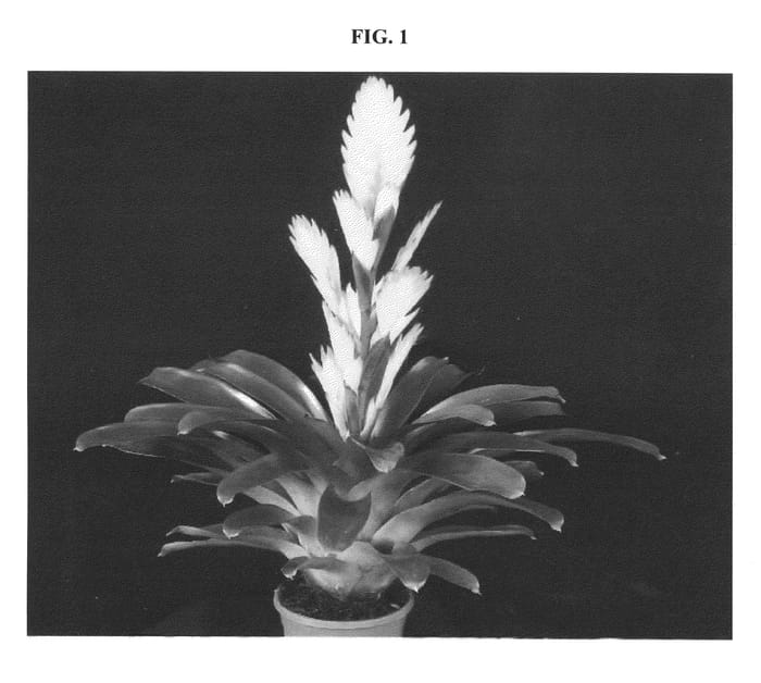 Figure 1 of US plant patent PP21971, the photograph of Electric printed in the patent.
