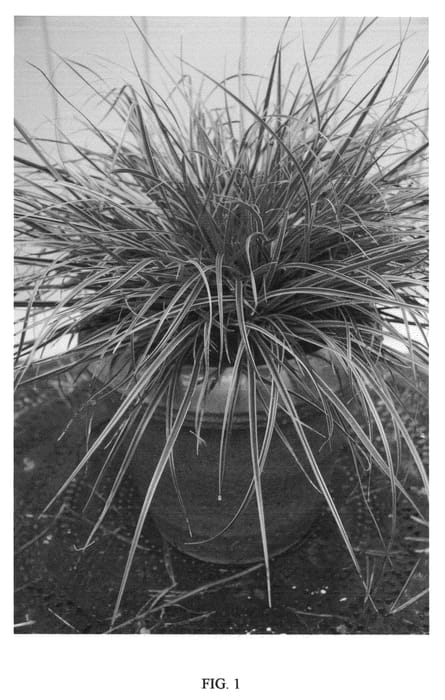 Figure 1 of US plant patent PP21972, the photograph of Belinda's Find printed in the patent.