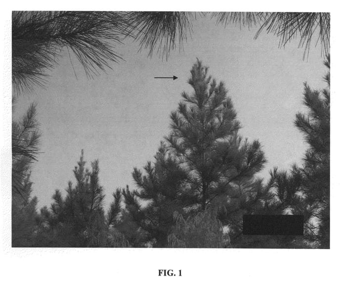 Figure 1 of US plant patent PP21973, the photograph of CF LP1-7696 printed in the patent.