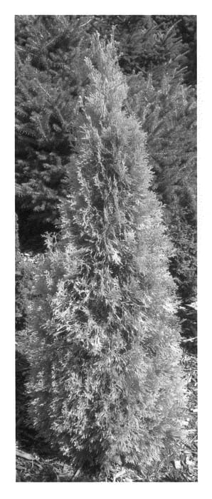 Figure 1 of US plant patent PP21974, the photograph of Filips Magic Moment printed in the patent.