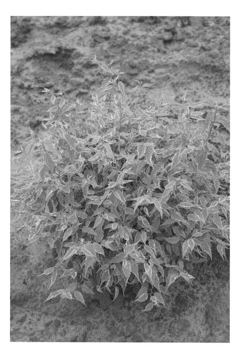 Figure 1 of US plant patent PP21975, the photograph of Shandale printed in the patent.