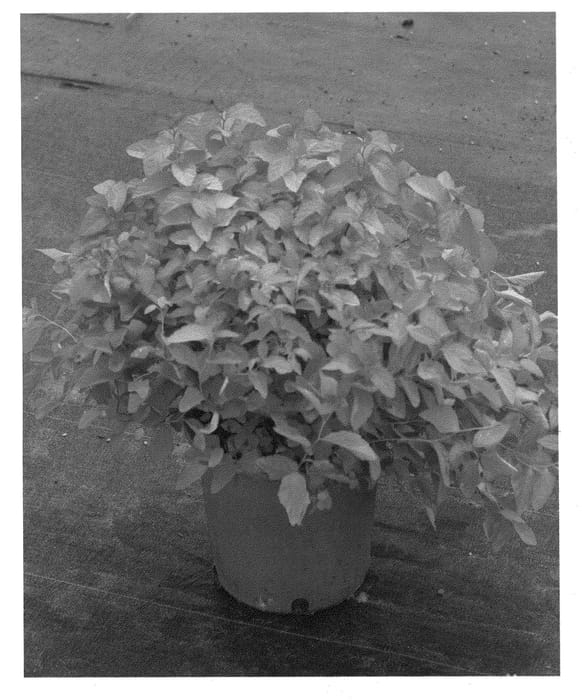 Figure 1 of US plant patent PP21976, the photograph of Zelda printed in the patent.
