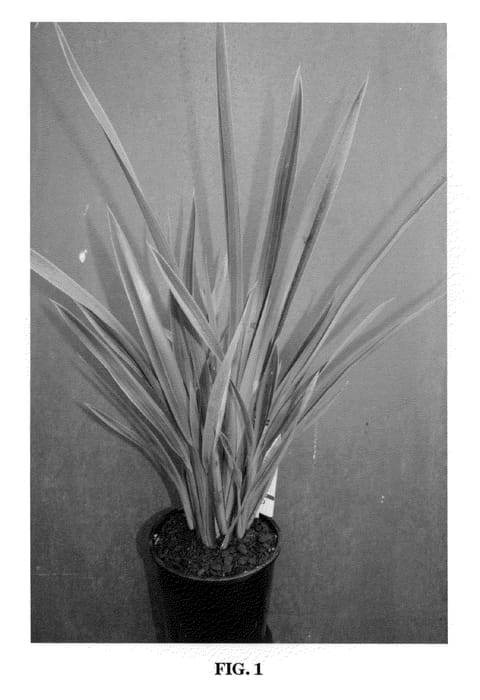 Figure 1 of US plant patent PP21977, the photograph of Chocomint printed in the patent.