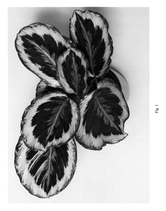Figure 1 of US plant patent PP21978, the photograph of HGV09 printed in the patent.