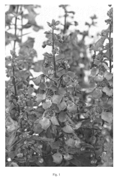 Figure 1 of US plant patent PP21979, the photograph of DANALON5 printed in the patent.