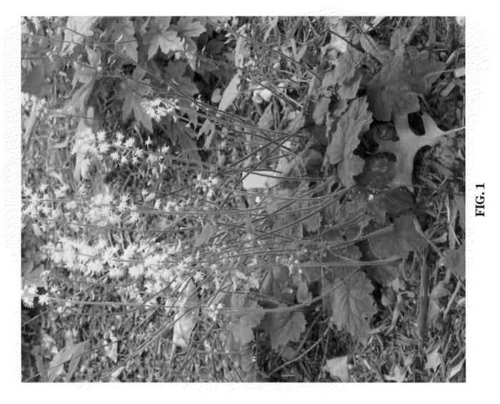 Figure 1 of US plant patent PP21980, the photograph of Delaware printed in the patent.
