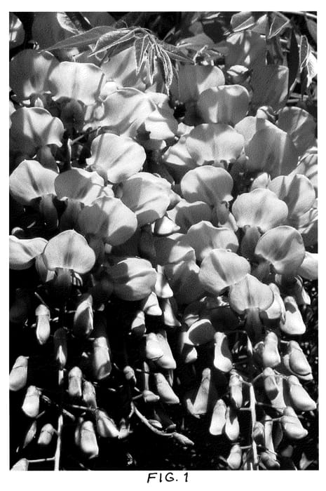 Figure 1 of US plant patent PP21981, the photograph of Angie printed in the patent.