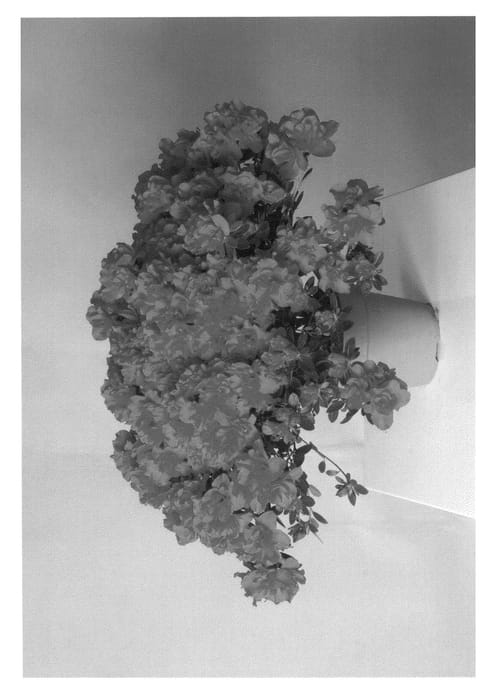 Figure 1 of US plant patent PP21982, the photograph of HORT01 printed in the patent.