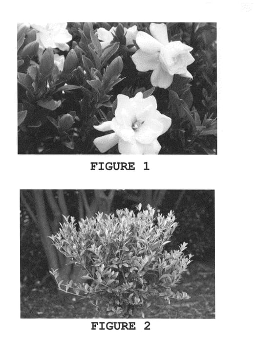 Figure 1 of US plant patent PP21983, the photograph of Leeone printed in the patent.