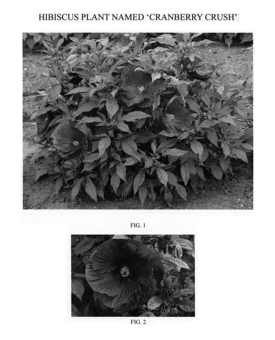Figure 1 of US plant patent PP21984, the photograph of Cranberry Crush printed in the patent.