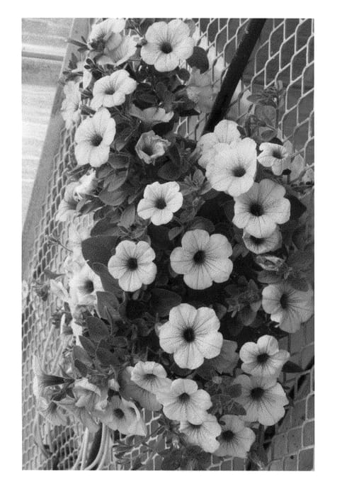 Figure 1 of US plant patent PP21985, the photograph of Petlilav printed in the patent.