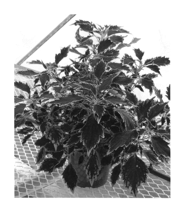 Figure 1 of US plant patent PP21986, the photograph of Mos Thimint printed in the patent.