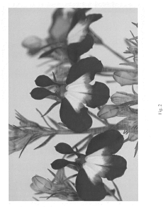 Figure 2 of US plant patent PP21987, the photograph of DANANAB8 printed in the patent.