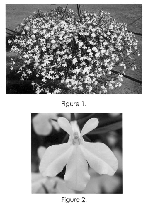 Figure 1 of US plant patent PP21988, the photograph of Tec Hewhitt printed in the patent.