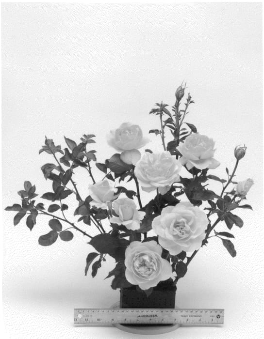 Figure 1 of US plant patent PP21989, the photograph of WEKyesir printed in the patent.