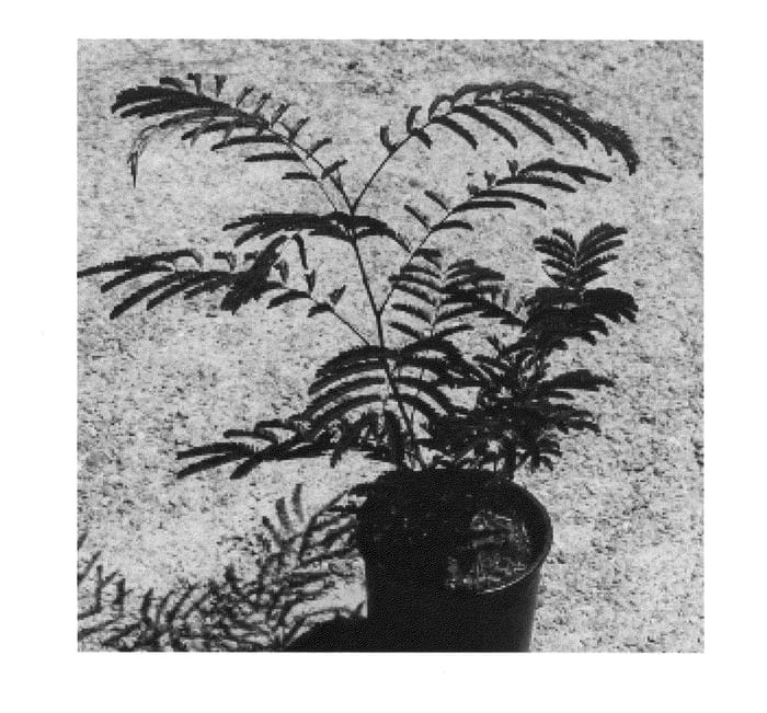 Figure 1 of US plant patent PP21990, the photograph of Nurcar 10 printed in the patent.