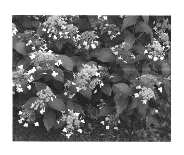 Figure 1 of US plant patent PP21991, the photograph of Wim Rutten printed in the patent.