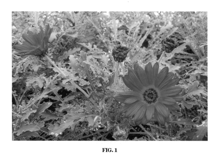 Figure 1 of US plant patent PP21992, the photograph of On The Red printed in the patent.