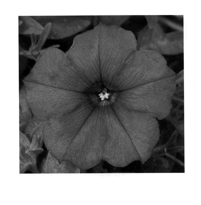 Figure 1 of US plant patent PP21993, the photograph of KLEPH09192 printed in the patent.