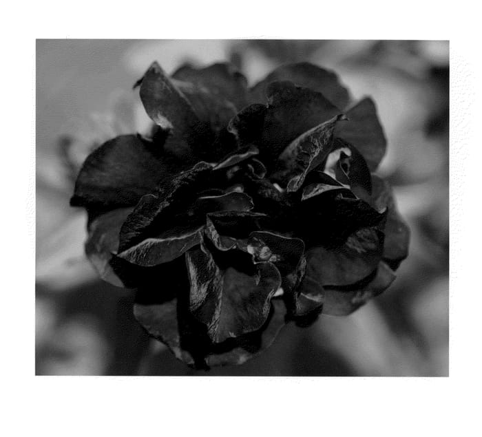 Figure 1 of US plant patent PP21994, the photograph of KLEPH09191 printed in the patent.