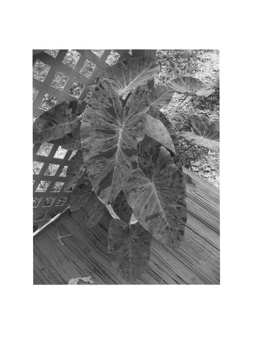 Figure 1 of US plant patent PP21995, the photograph of Mojito printed in the patent.