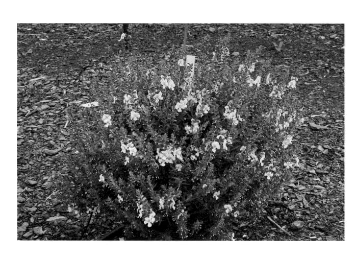 Figure 1 of US plant patent PP21996, the photograph of Adewhi printed in the patent.