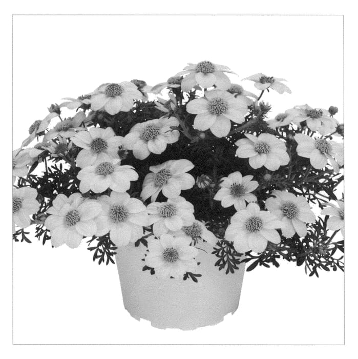 Figure 1 of US plant patent PP21997, the photograph of Duebigonza printed in the patent.
