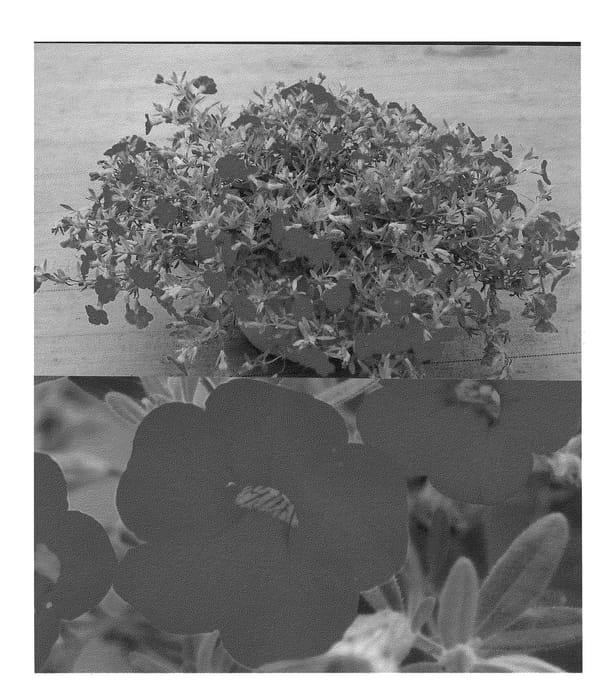 Figure 1 of US plant patent PP21998, the photograph of Sunbelkuche printed in the patent.