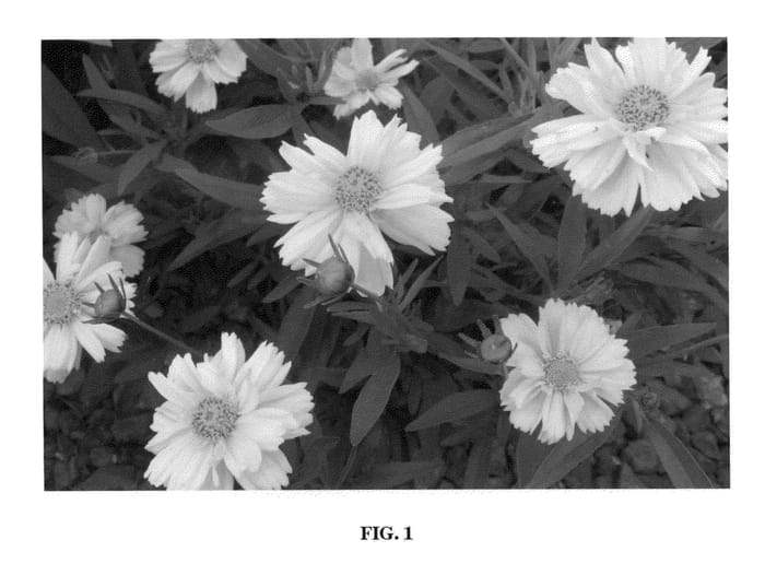 Figure 1 of US plant patent PP21999, the photograph of Galaxy printed in the patent.