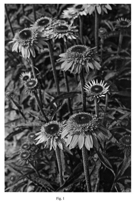 Figure 1 of US plant patent PP22000, the photograph of Catharina printed in the patent.