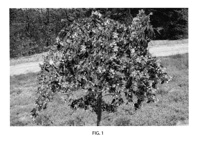 Figure 1 of US plant patent PP22001, the photograph of Bailears printed in the patent.