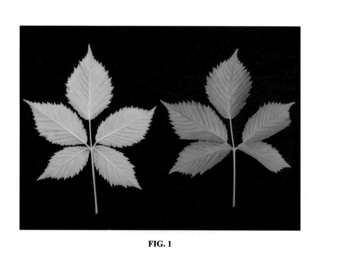Figure 1 of US plant patent PP22002, the photograph of DrisBlackTwo printed in the patent.