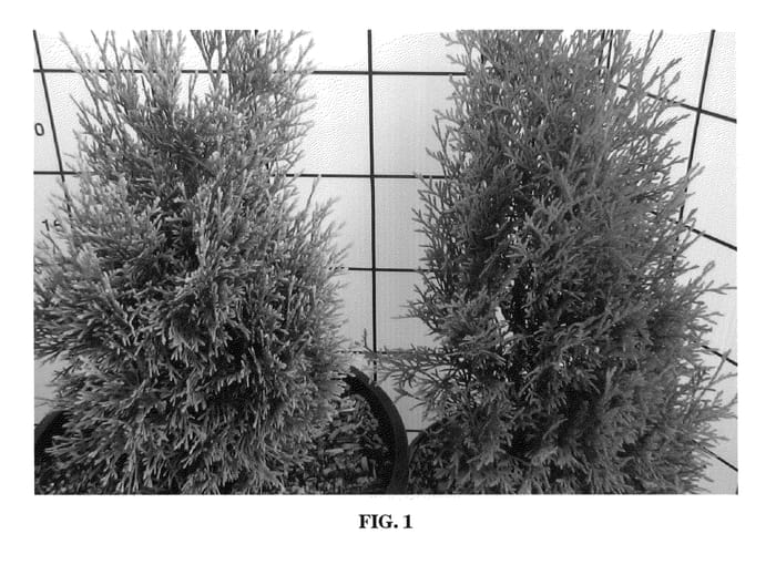 Figure 1 of US plant patent PP22003, the photograph of Thusid 1 printed in the patent.