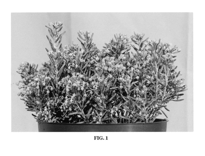 Figure 1 of US plant patent PP22004, the photograph of Blue Lagoon printed in the patent.
