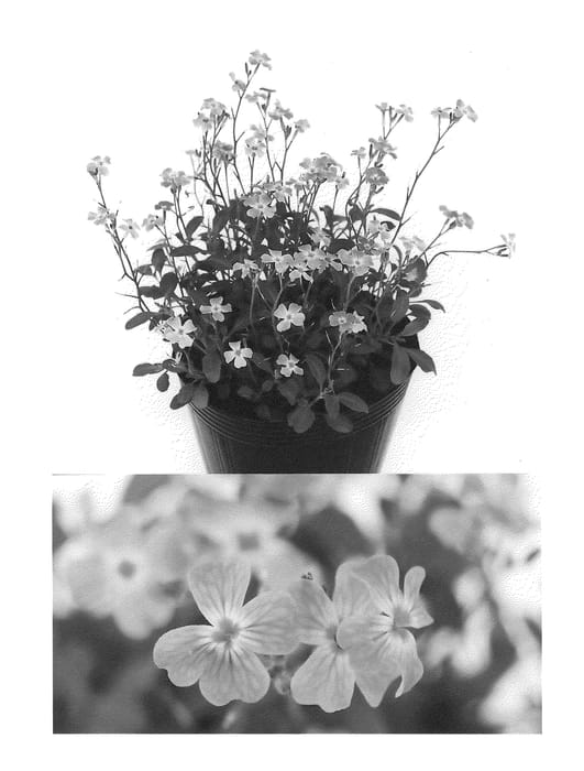 Figure 1 of US plant patent PP22006, the photograph of Sunmalconpi printed in the patent.