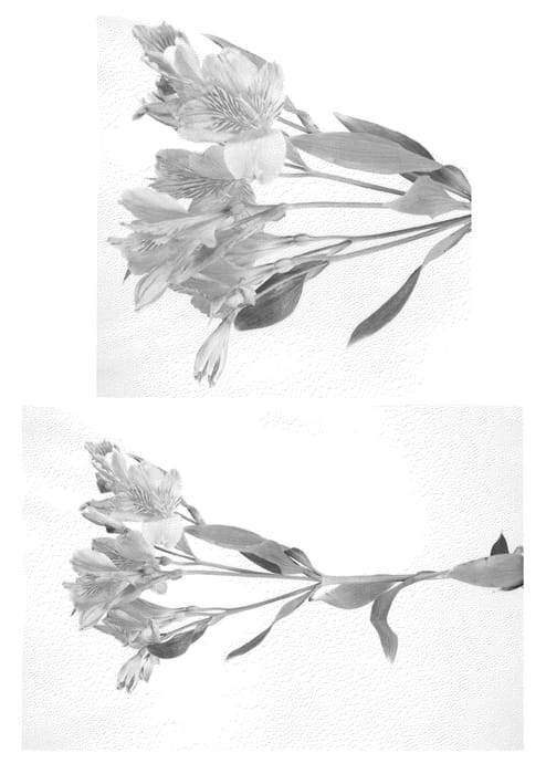 Figure 1 of US plant patent PP22007, the photograph of Jalua printed in the patent.