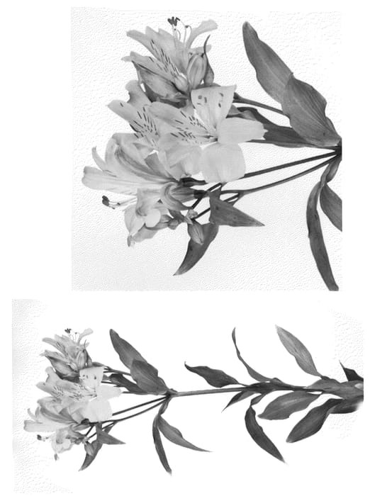 Figure 1 of US plant patent PP22008, the photograph of Jave printed in the patent.