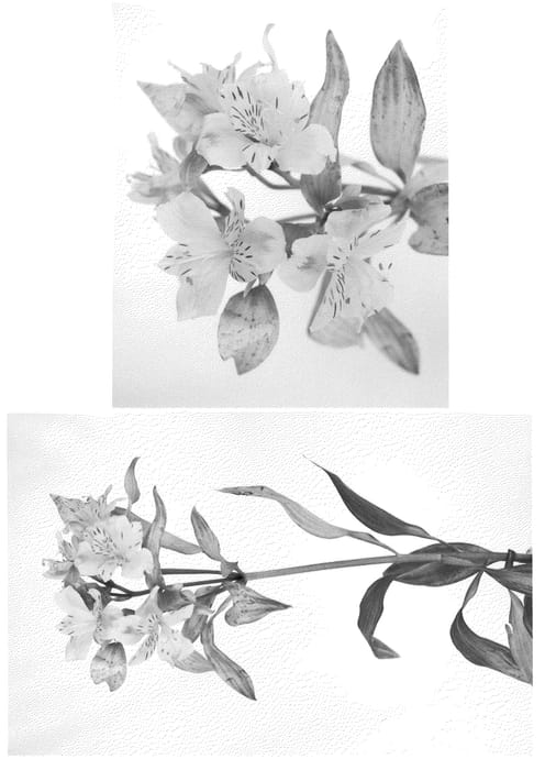 Figure 1 of US plant patent PP22009, the photograph of Jasoa printed in the patent.